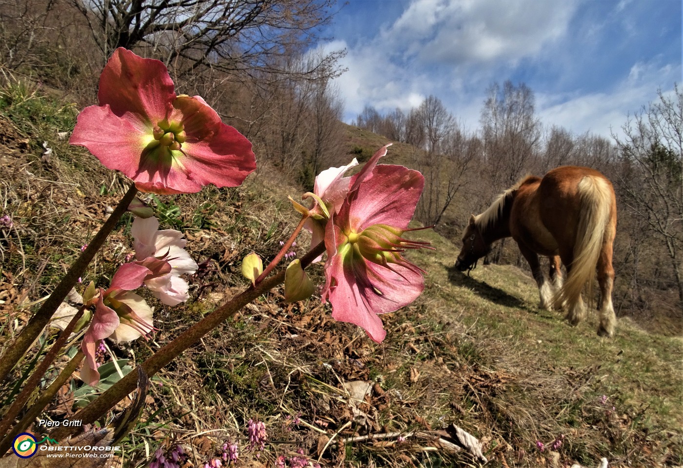 41 Un bel cavallo al pascolo sui prati con ellebori in fiore.JPG